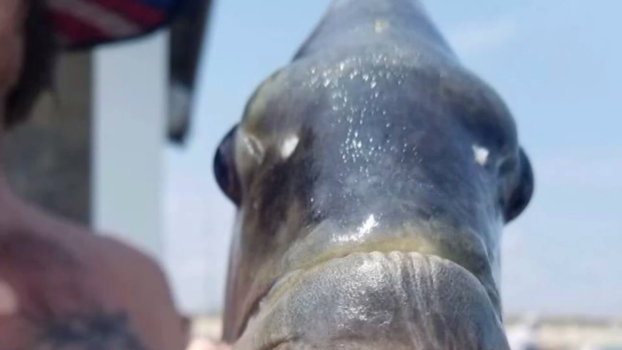 Dieser Fisch mit menschenähnlichen Zähnen verblüfft das Internet