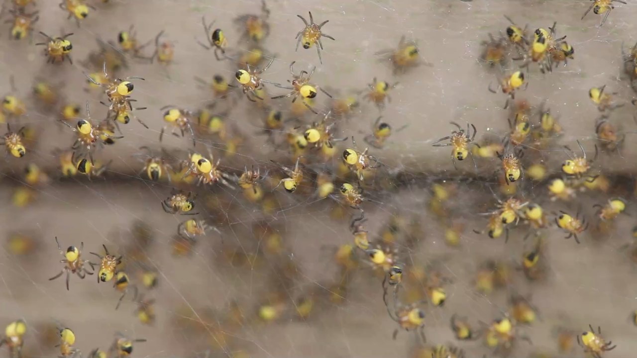 Achtung, Spinne: Darum belagern sie ab September unsere Wohnungen