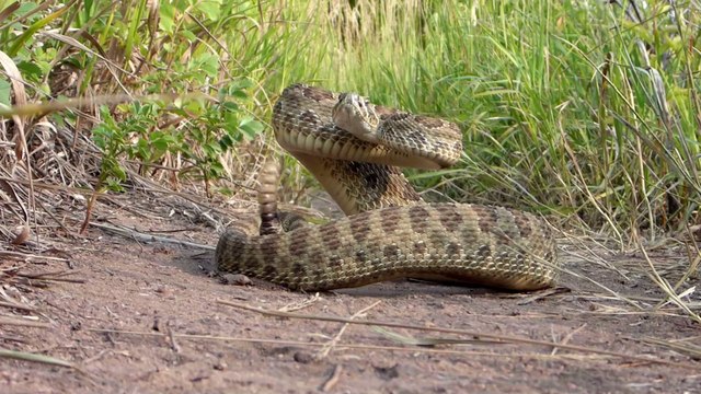 Deutschland: Dieses Tier wird vor wenigen Wochen mit zwei Köpfen geboren!