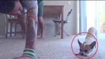 Ce chien adore faire du yoga avec son maître