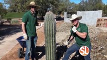 Saguaro Brothers: Deliver, design and plant high-quality cacti and trees to homeowners at an affordable price