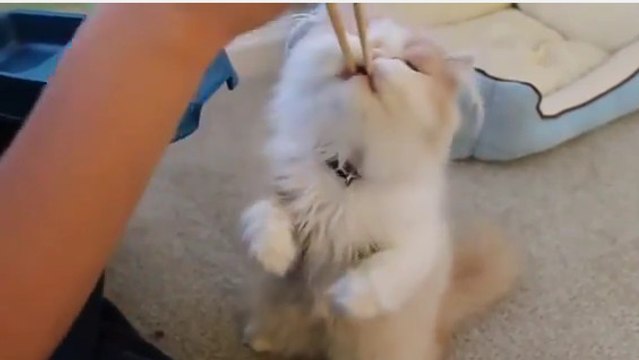 Ce chat ne veut pas manger son repas autrement qu'avec des baguettes