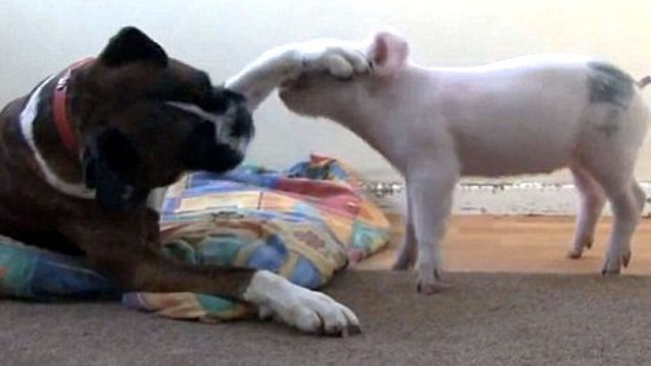 Ce chien et ce petit cochon sont les meilleurs amis du monde