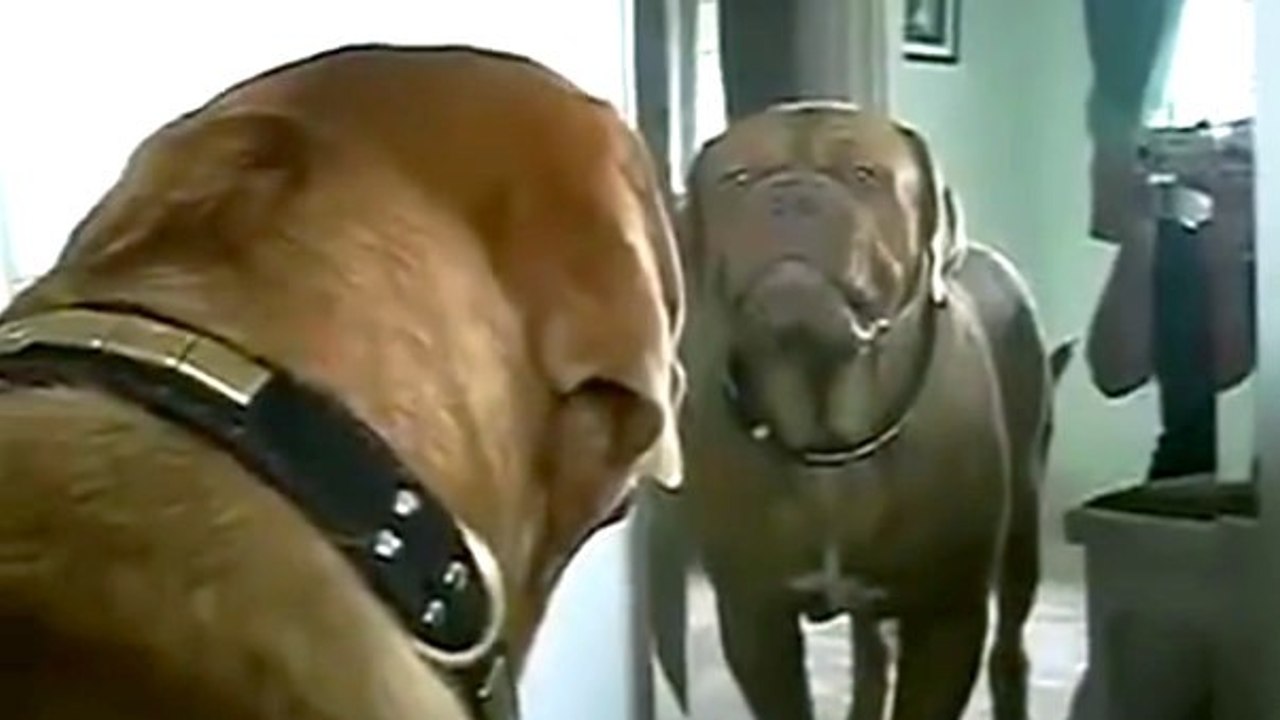 Ce chien n'est pas très content de voir son ref...