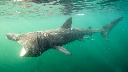Irlande : ils nagent avec un requin pèlerin de 6 mètres !