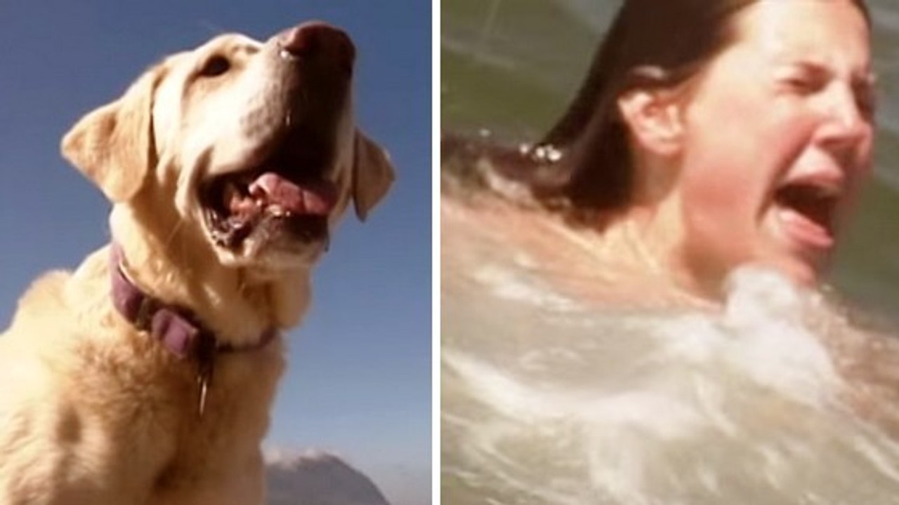 Une femme sauvée par un chien alors qu'elle allait se noyer