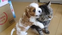 Un adorable chiot embête le chat le plus patient du monde