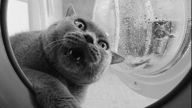 Cet adorable chat se bat avec la machine à laver