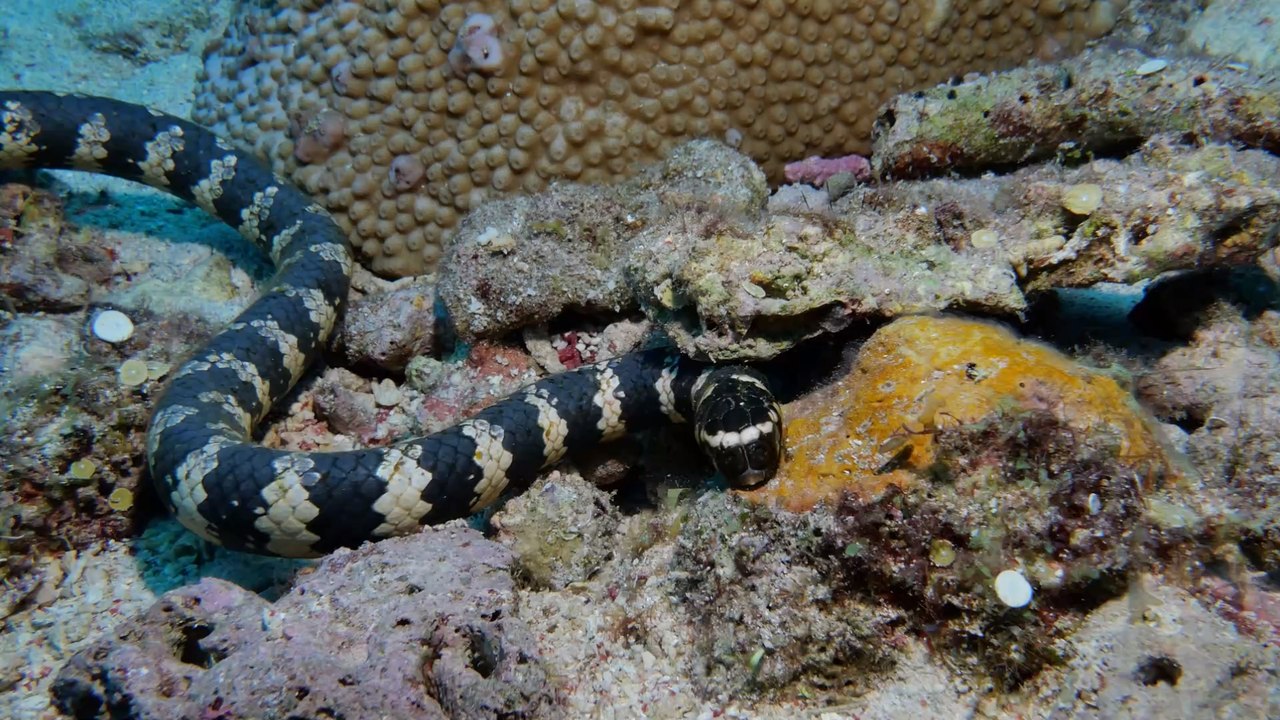 Studie: 'Sexuell frustrierte' Seeschlangen verwechseln Taucher mit potenziellen Partnerinnen