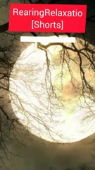 Relaxing Deep Sleep Music★Good Night Music