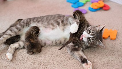 Une chatte qui a perdu ses petits en adopte trois autres