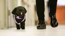 Ce chien va à l'hôpital tous les jours pour une raison émouvante