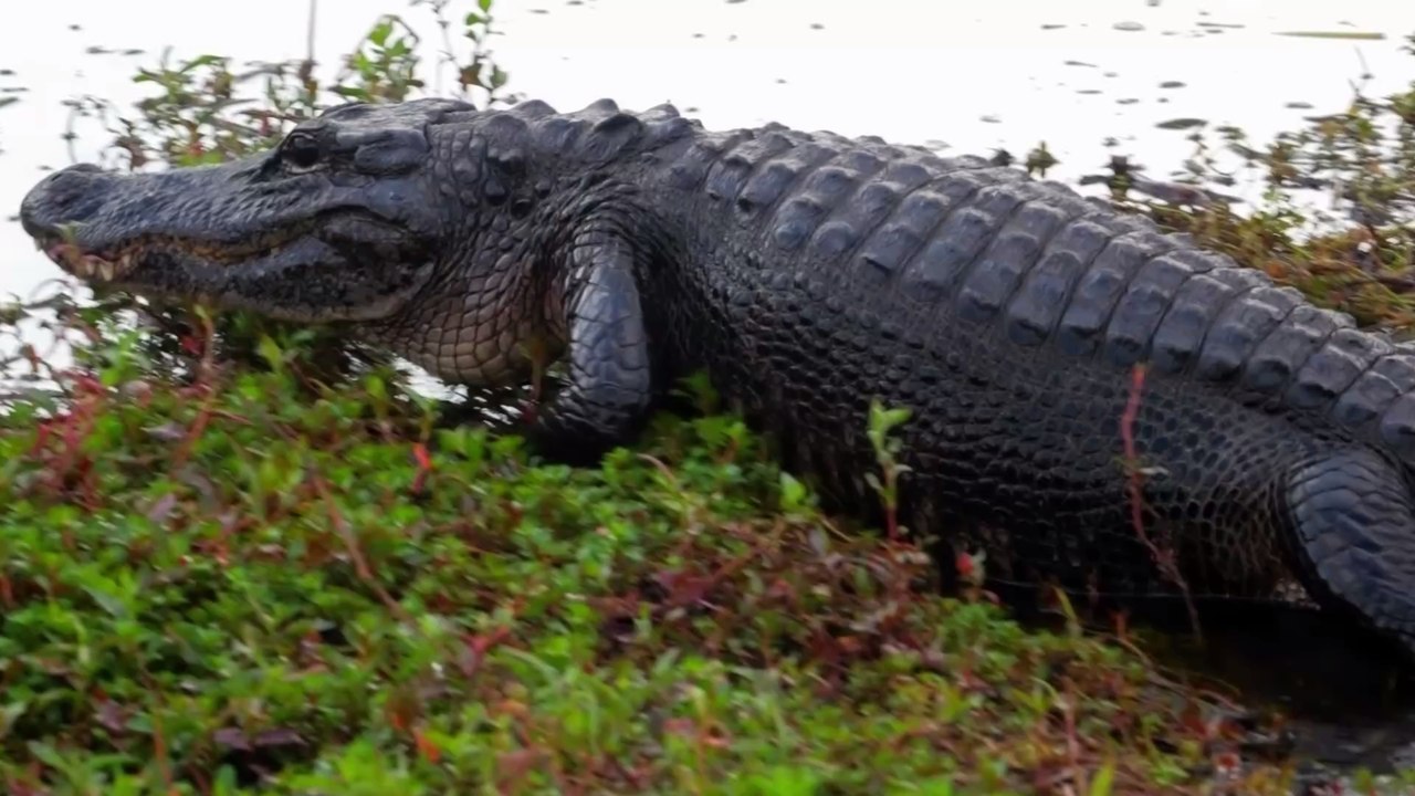 4-Meter-Alligator erlegt: Jäger entdeckt 5.000 Jahre altes Relikt im Magen