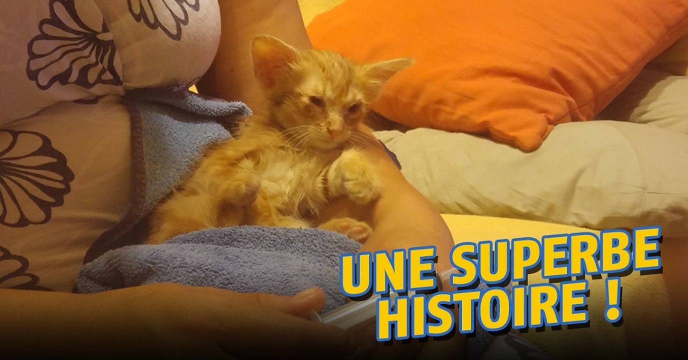 Pokemon Go : ce chat a été sauvé grâce au jeu de Niantic