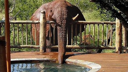 Un éléphant vient boire dans la piscine d'un hôtel