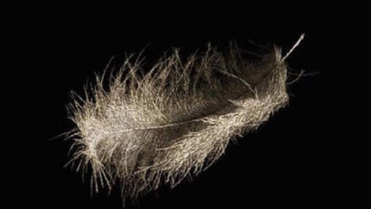 Cette plume est en fait une incroyable illusion d'optique !