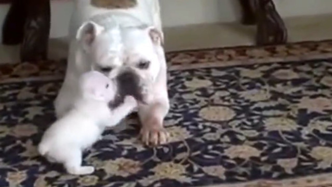 Ce petit chien a un drôle d'aboiement