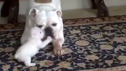 Ce petit chien a un drôle d'aboiement