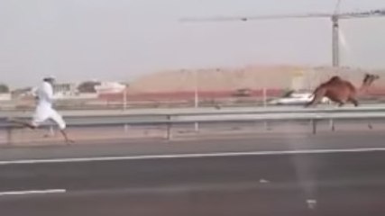 Dubaï : il court après un dromadaire sur l'autoroute !
