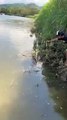 Un homme se retrouve coincé face à un crocodile et ne peut rien faire (Costa Rica)