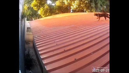 Ce chat nous fait un très joli pas de danse... enfin presque