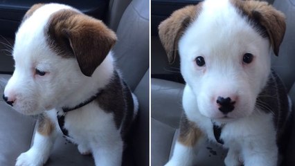 Ce chiot n'aime pas du tout avoir le hoquet