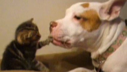 Un pitbull prend soin d'un petit chaton