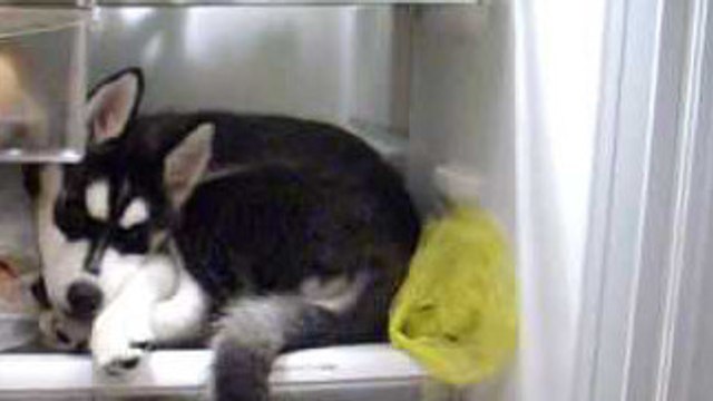 Un petit husky va se coucher dans son endroit préféré