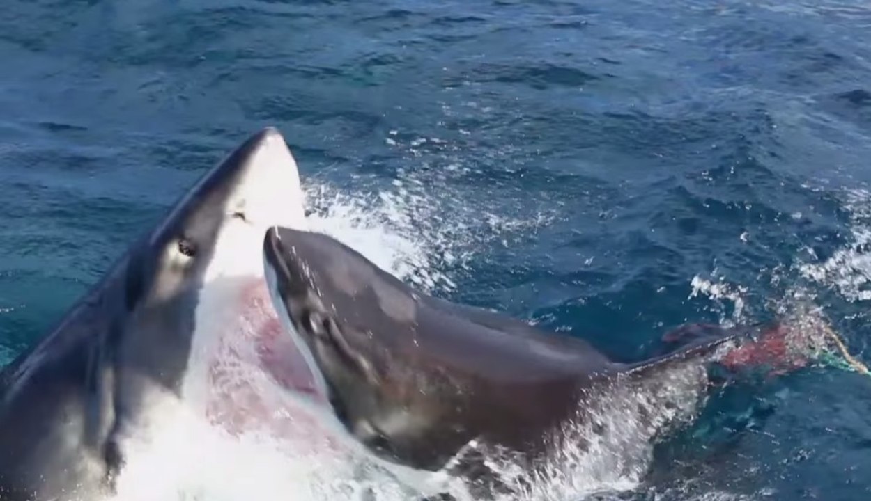 L'incroyable face à face entre 2 grands requins blancs filmé en Australie