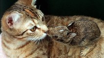 Un chat s'occupe d'un bébé lapin