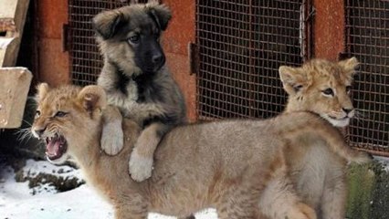 Des lionceaux jouent avec un chien