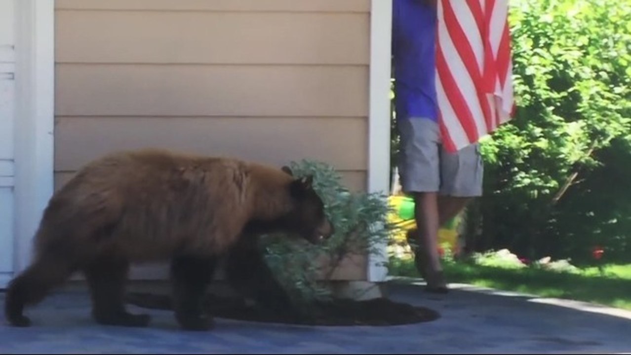 Un ours et un homme se rencontrent au coin d'un...
