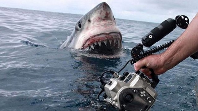Australie : une équipe de tournage tombe nez à nez avec un grand requin blanc