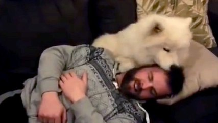Ce chien samoyède est le meilleur des protecteurs