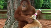 Un orang-outan donne le biberon à un bébé tigre