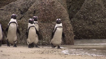 Bienenschwarm tötet 63 bedrohte Pinguine in Südafrika