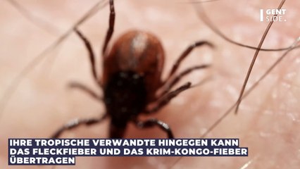 Die tropische Riesenzecke breitet sich aus: Sie überträgt einen tödlichen Virus