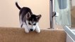 Ce bébé husky apprend à descendre les escaliers