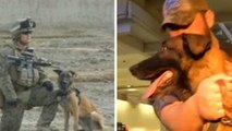 Un chien sauve la vie d'un soldat et se fait adopter