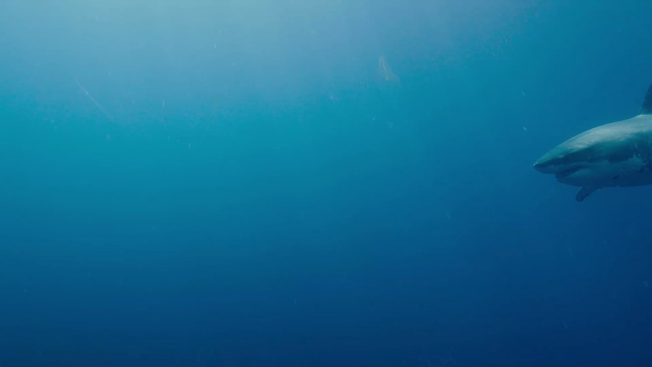 Australien: Ein Arzt hat eine Technik gefunden, um einen Haibiss zu überleben