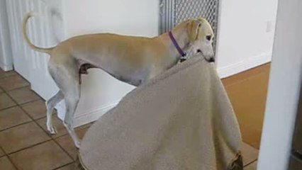 Ce chien déplace son lit tous les matins pour une raison adorable