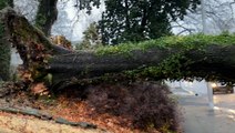 Storm covers Memphis in a sheet of ice