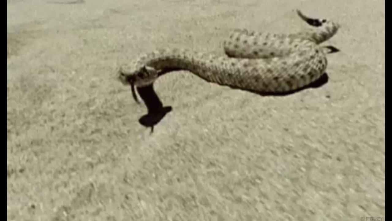 Was ist eine 'Penis-Schlange'?