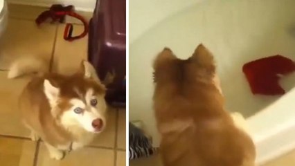 Ce husky ne veut pas du tout prendre son bain