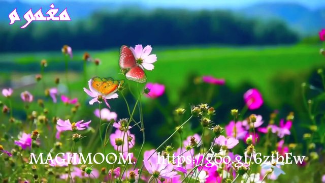 SAYAL KALM || AWAZ GULZAR ALAM || KALAM SAYAL AWAZ GULZAR ALAM