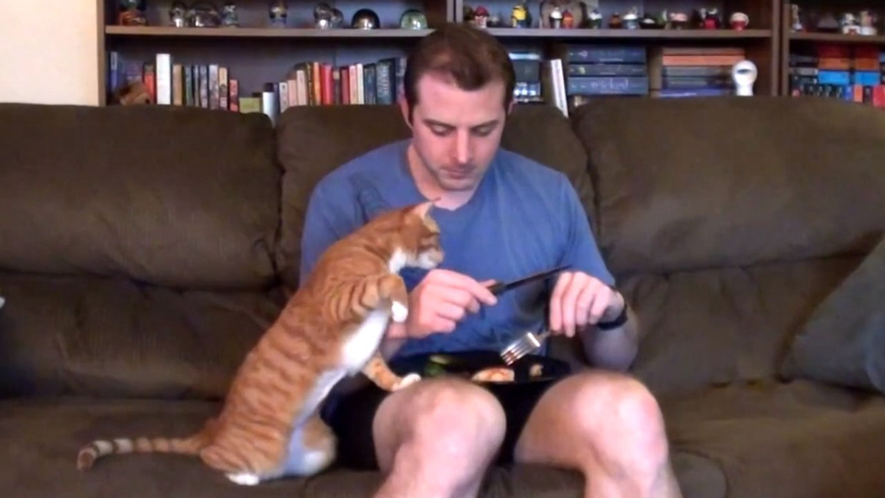 Quand tu veux manger et que ton chat est dans les parages
