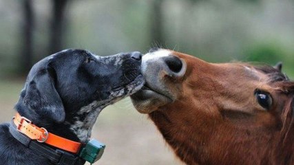 La belle amitié entre un chien et un cheval
