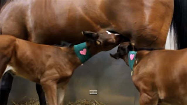 Une jument donne naissance à deux poulains