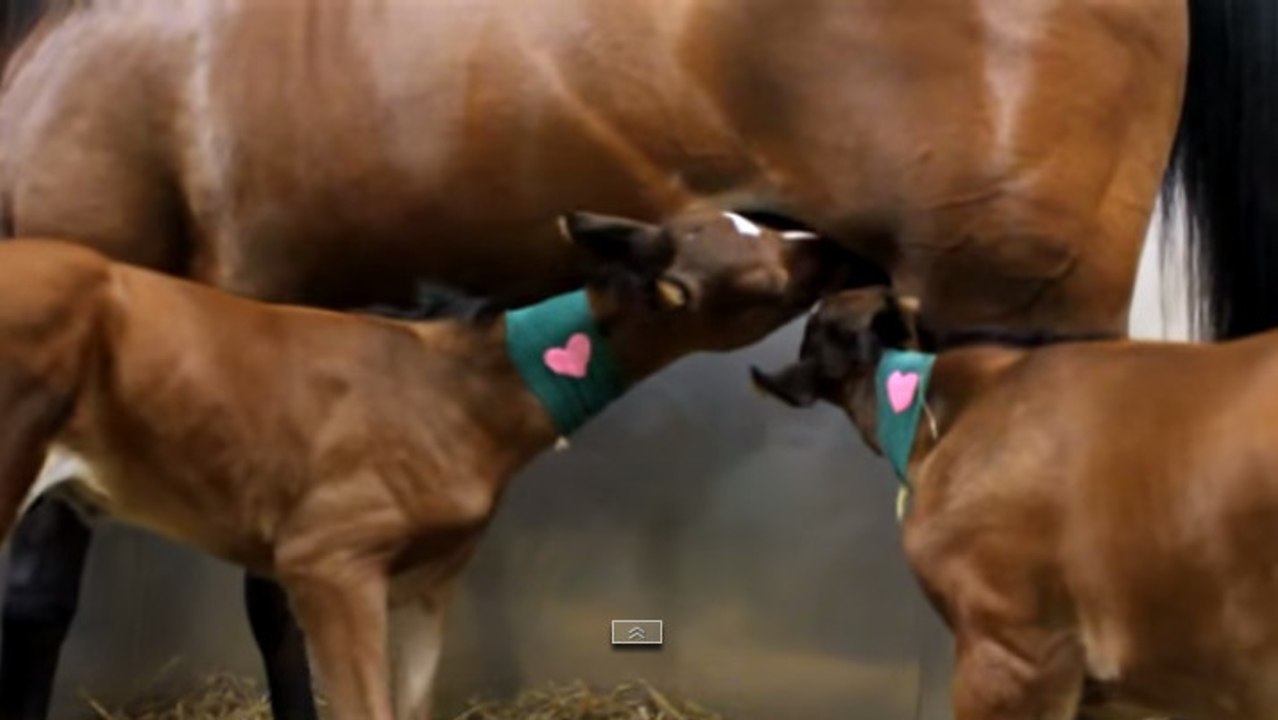 Une jument donne naissance à deux poulains