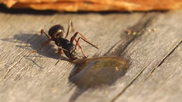 Quand une fourmi boit de la vodka, ça donne ça !